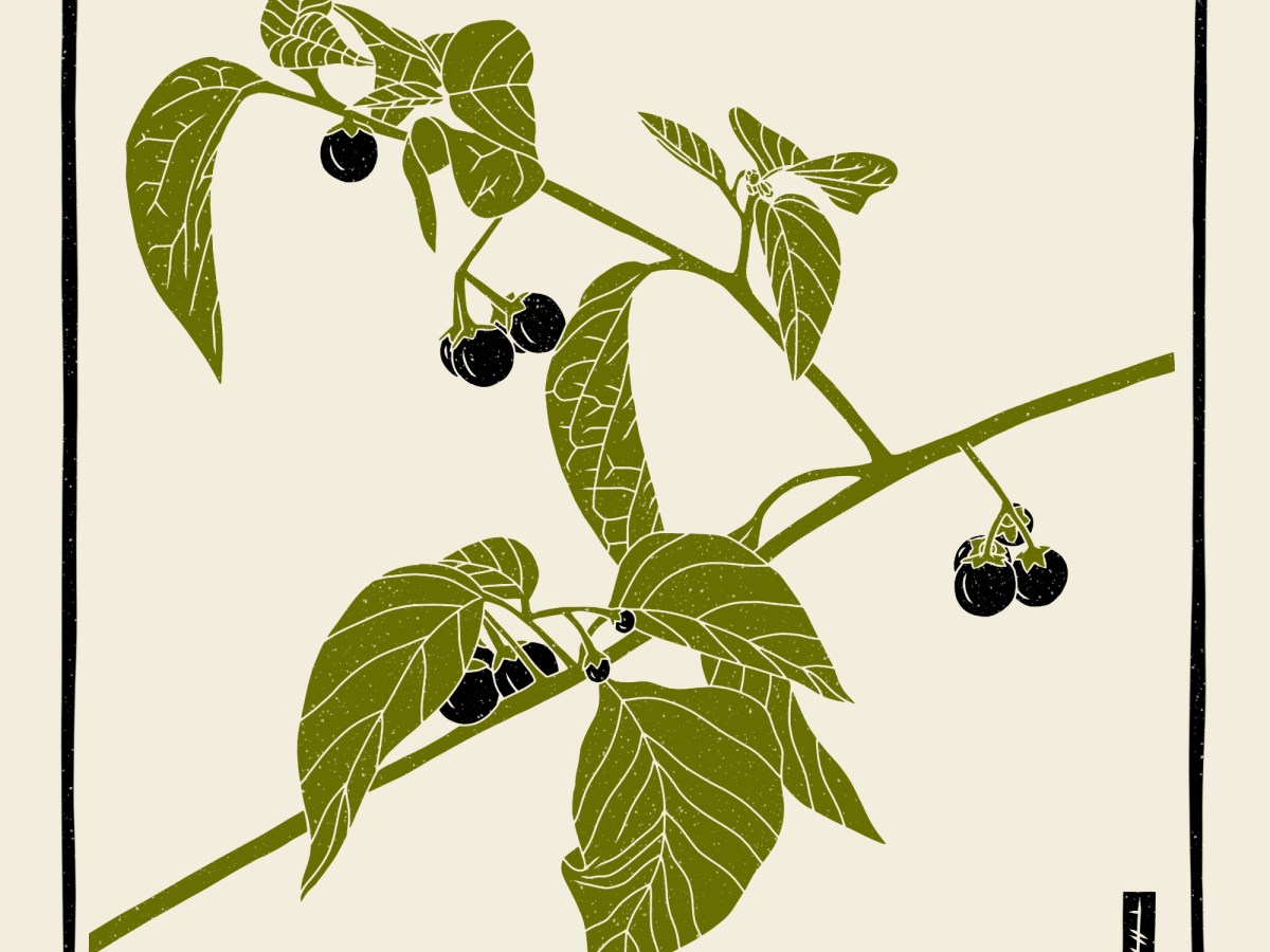 Black Nightshade