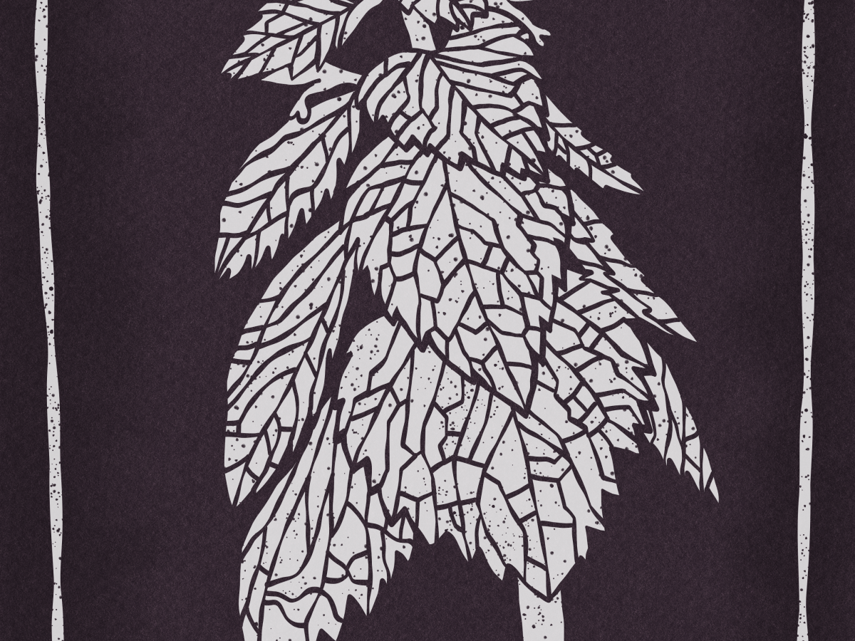 Red Dead-Nettle